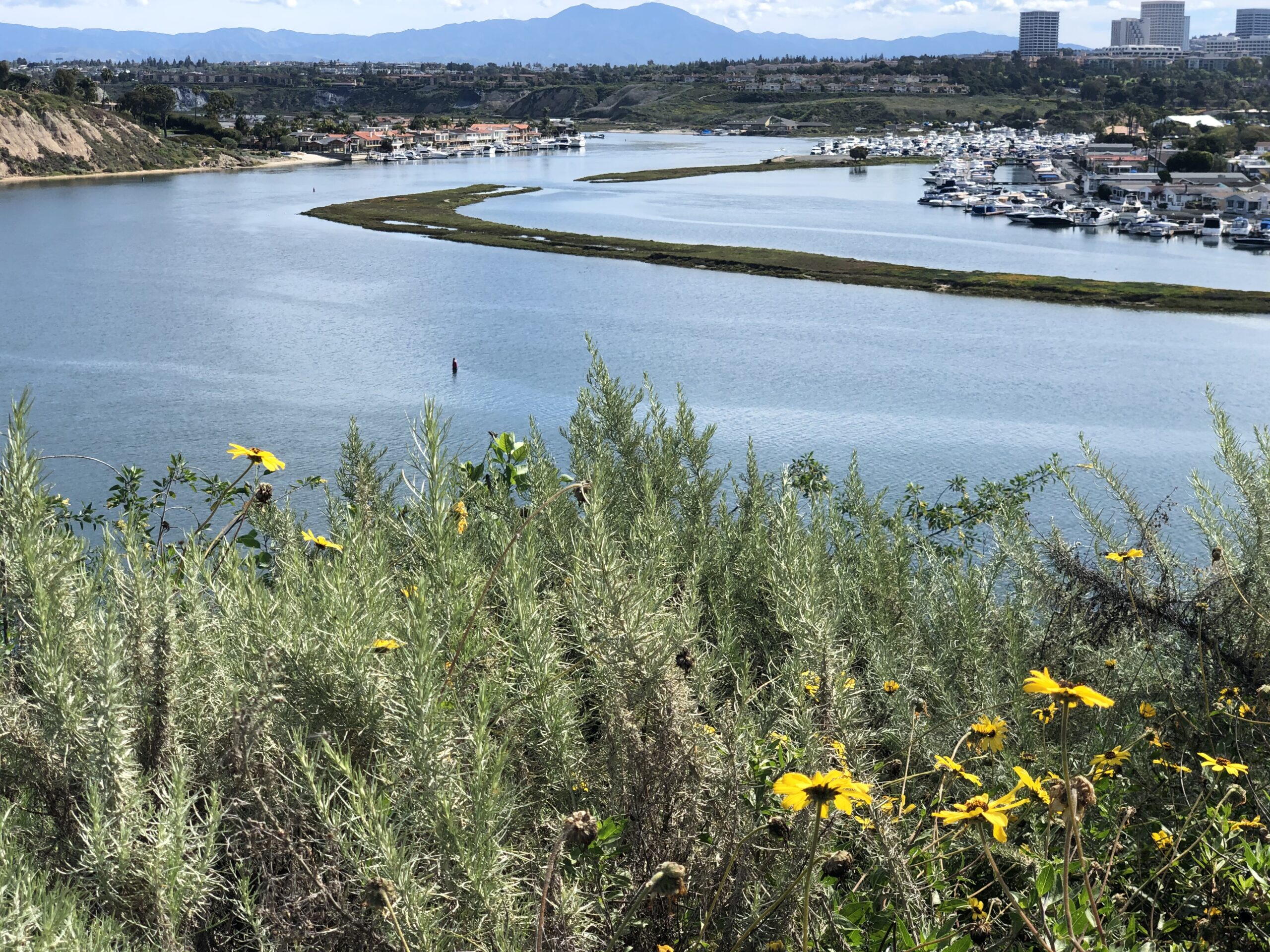 Yellow wildflowers in the foreground frame a serene coastal landscape featuring a winding waterway and marina with distant mountains.